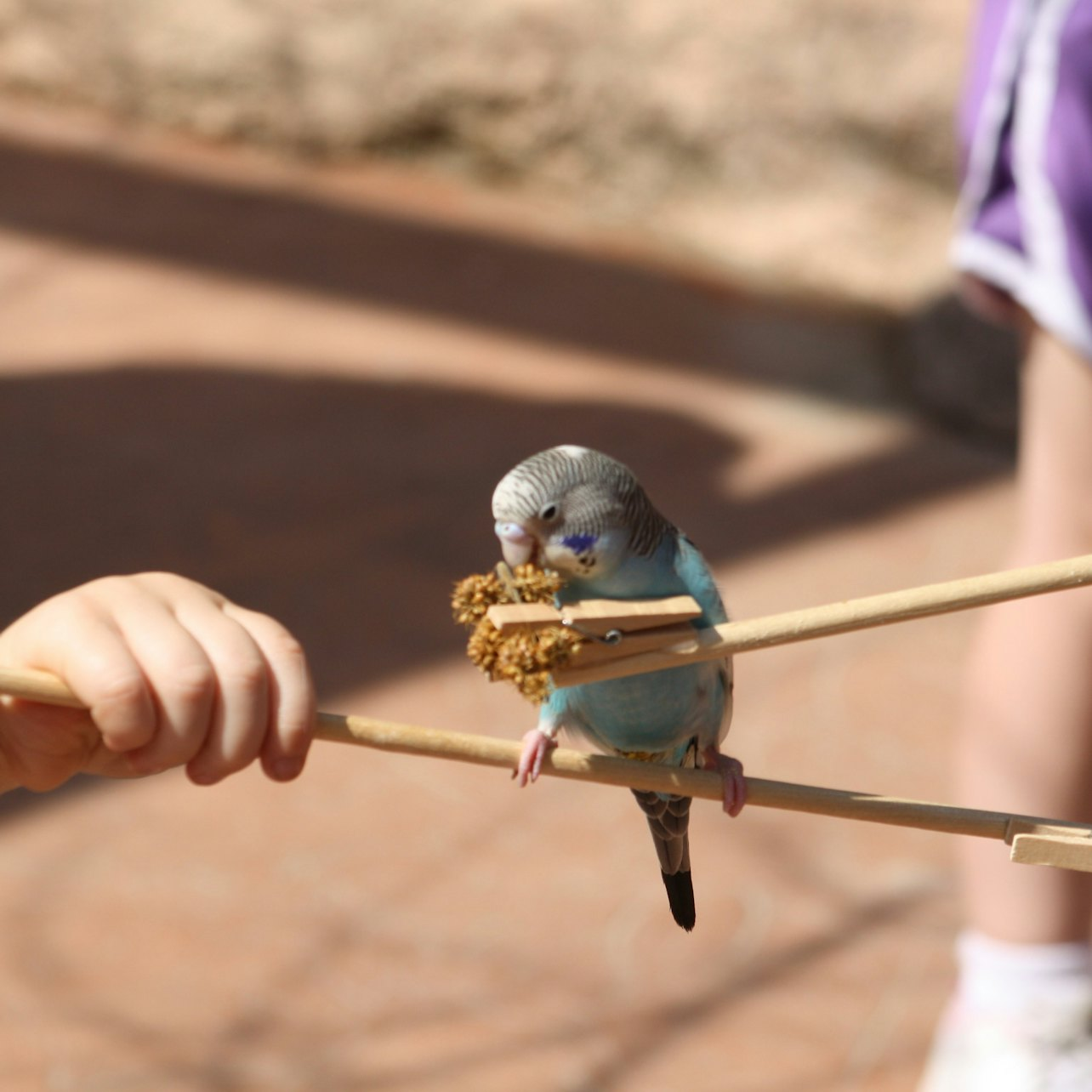 Peoria Zoo Tickets - Photo 1 of 3